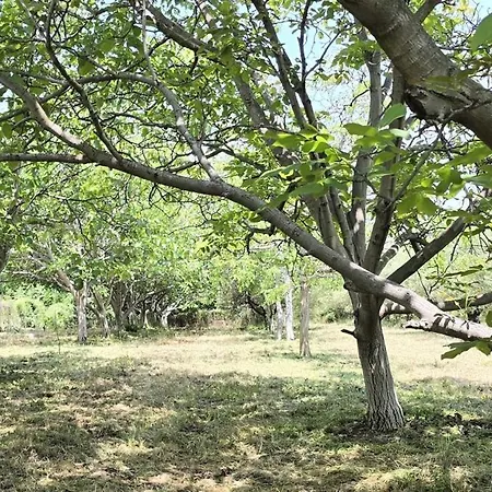 Olympus Olea Ferienhaus