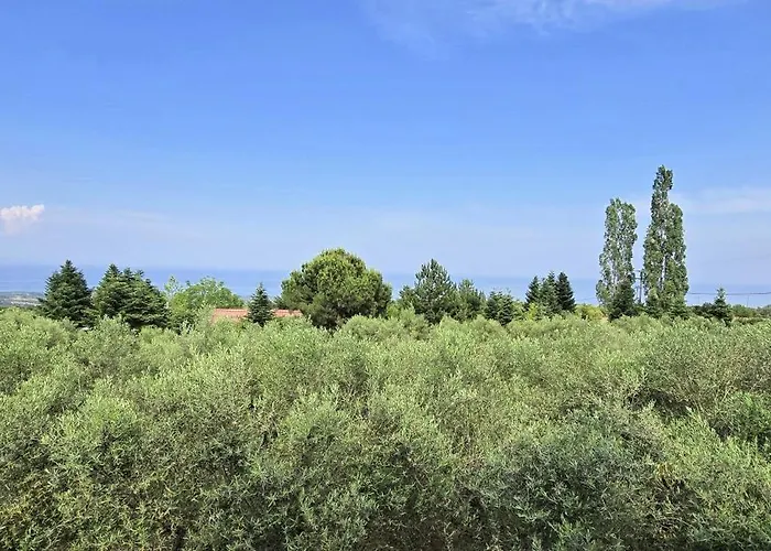 Olympus Olea